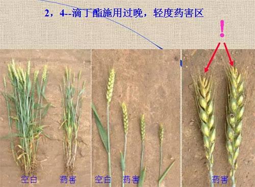 除草剂无时不刻发生变化，激素类除草剂未来还会在农业舞台上继续发挥更大作用