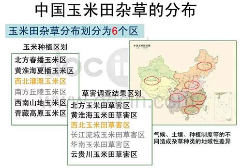 玉米田陷入断档期，除草剂到了大洗牌时代